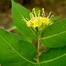 Diervilla rivularis (zadrzewnia nadbrzeżna)