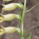 Digitalis grandiflora × viridiflora