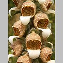 Digitalis lanata (naparstnica wełnista)