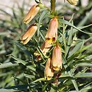 Digitalis obscura (naparstnica hiszpańska)