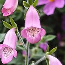 Digitalis thapsi (naparstnica dziewannowata)
