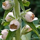 Digitalis trojana (naparstnica trojańska)