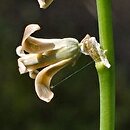 Dipcadi serotinum