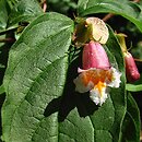Linnaea yunnanensis