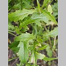 Diplotaxis erucoides (dwurząd rokiettowaty)