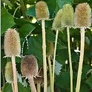 Dipsacus sativus (szczeć sukiennicza)