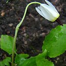 Primula latiloba (bożykwiat ząbkowany)