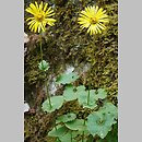 Doronicum columnae (omieg sercowaty)