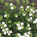 Draba haynaldii (głodek Haynalda)