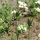 Draba hirta