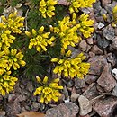 Draba hispanica