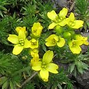 Draba polytricha
