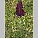 Dracunculus vulgaris (drakunkulus zwyczajny)