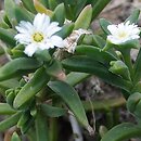 Drosanthemum floribundum