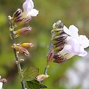 Duranta erecta