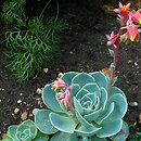 Crassulaceae (gruboszowate)
