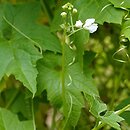 Echinopepon wrightii
