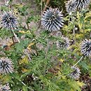 Echinops bannaticus (przegorzan banacki)