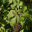 Eleutherococcus setchuenensis