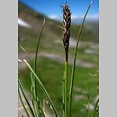 Carex myosuroides