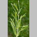 Epilobium adnatum s.str. (wierzbownica czworoboczna)