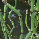 Equisetum giganteum