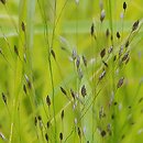 Eragrostis mexicana (miłka meksykańska)