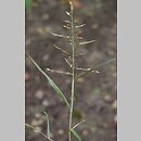 Eragrostis multicaulis (miłka wielołodygowa)