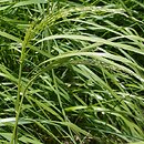 Eragrostis tef