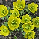 Eranthis cilicica (rannik wiosenny)