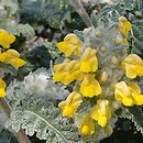 Phlomoides speciosa