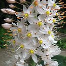 Eremurus elwesii (pustynnik Elwesa)