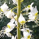 Eremurus lactiflorus