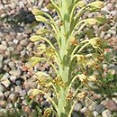 Eremurus spectabilis