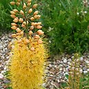 Eremurus stenophyllus (pustynnik wąskolistny)