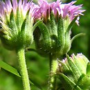 Erigeron atticus (przymiotno karpackie)
