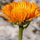 Erigeron aurantiacus (przymiotno pomarańczowe)