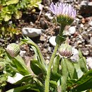 Erigeron glabellus