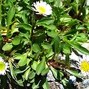 Erigeron glabratus