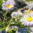 Erigeron multiradiatus