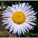 Erigeron pulchellus