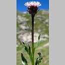 Erigeron uniflorus (przymiotno jednokoszyczkowe)