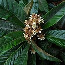 Eriobotrya japonica (nieśplik japoński)