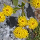 Eriogonum jamesii