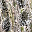 Eriophorum scheuchzeri