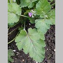 Erodium malacoides (iglica malwowata)