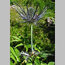Eryngium alpinum (mikołajek alpejski)