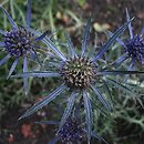 Eryngium amethystinum (mikołajek ametystowy)