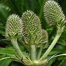 Eryngium bromeliifolium