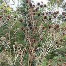 Eryngium serbicum (mikołajek serbski)